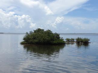 Coastal wetlands