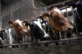 confined cows