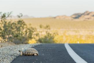 desert tortoise