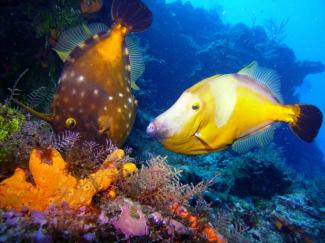 Filefish in Cozumel, Mexico 