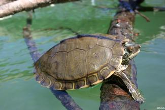 The Pearl River map turtle, unrecognized as a species by the U.S. government, ha