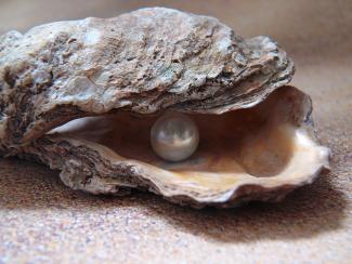 Oyster & Pearl courtesy of Pixabay