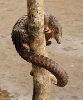 White-bellied pangolin, National Botanic Garden of Belgium