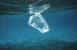 Plastic bag or jellyfish? Research suggests there will be more plastic than fish