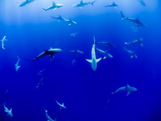 Sharks swimming in ocean