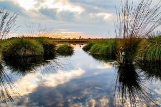 Wetlands landscape