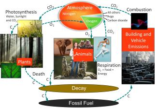 Carbon cycle