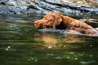 Chesapeake Bay retriever swimming in water