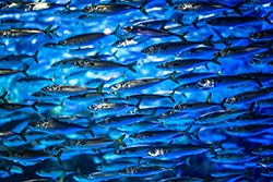 School of Fish