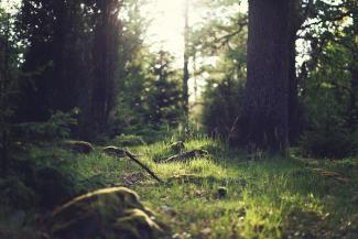 Forest floor