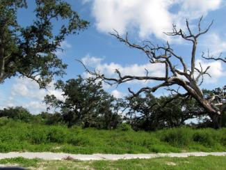 Nature path in Gulf Coast