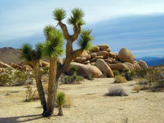 Changing Landscape - Joshua Tree Park