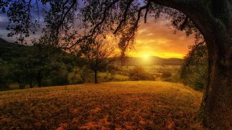 Meadow at sunset