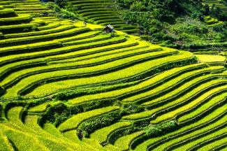 Rice terraces