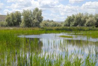 Wetlands in Washington State