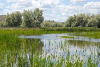 Wetland in Washington State