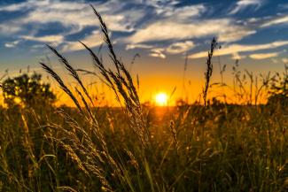 Wheat fields at sunset