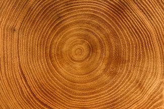 Tree growth rings