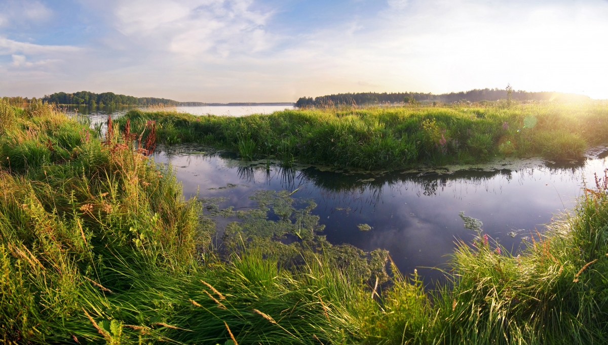 Wetlands, Svetlana Makarova